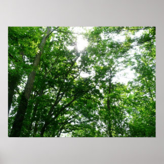 Looking Up to Summer Trees Poster