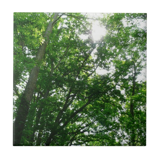 Looking Up to Summer Trees Tile (Front)