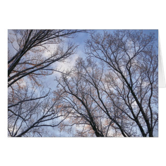 Looking Up to Winter Morning Trees