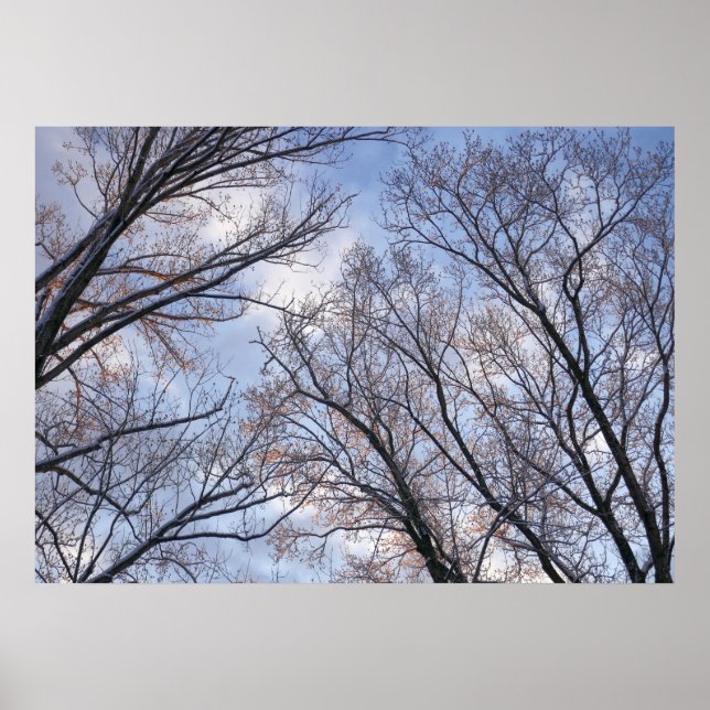 Looking Up to Winter Morning Trees Poster (Front)