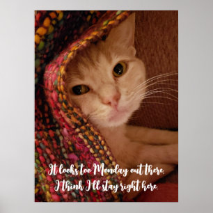 Looks too Monday, cute kitty under blanket Poster