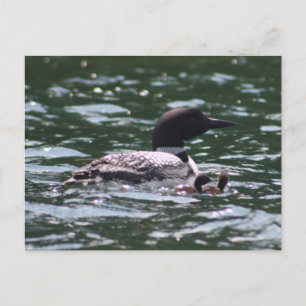Loon and Two Babies Postcard