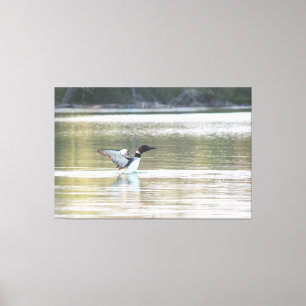 Loon Canvas Print