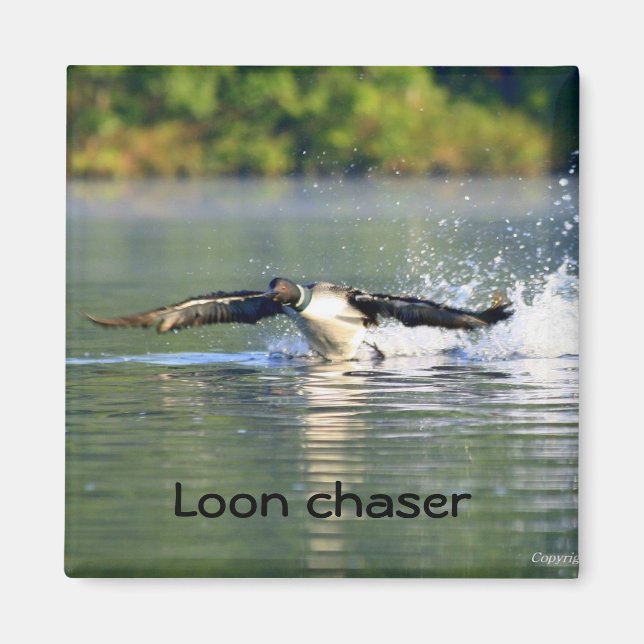 Loon chaser Magnet (Front)