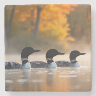Loon Family in Autumn Stone Coaster