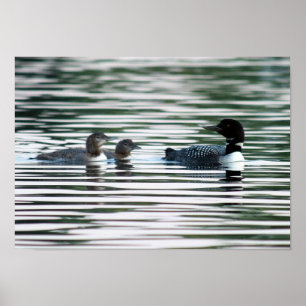 Loon Family Print
