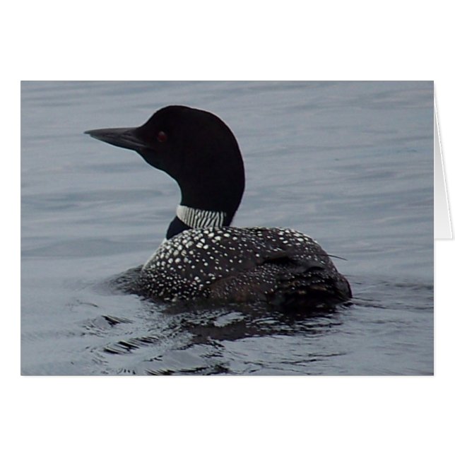 Loon on Pushaw Lake (Front Horizontal)