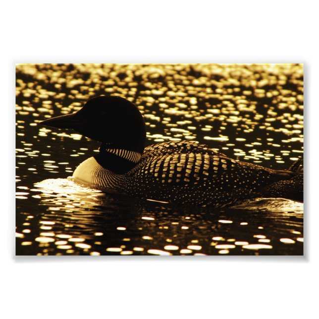 Loon Photo Print (Front)