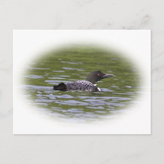 Loon Postcard (Front)