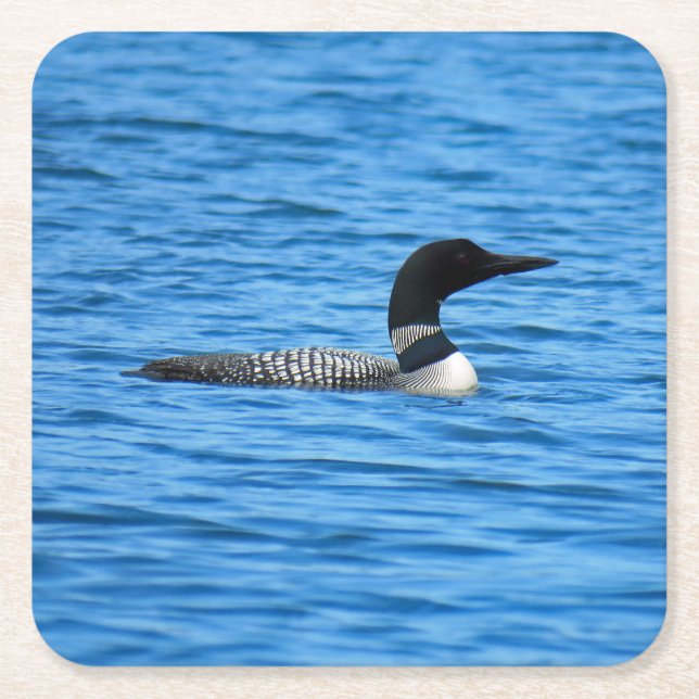 Loon pulpboard coasters (Front)