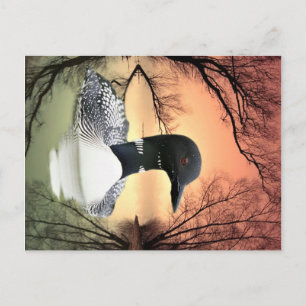 Loon Reflections Postcard