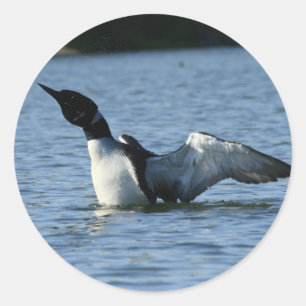 Loon stickers