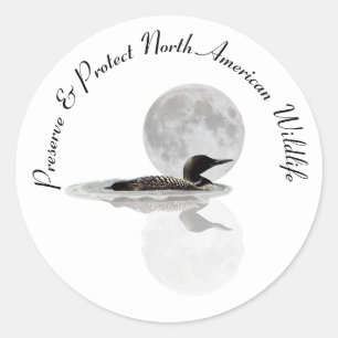 Loon Swims In The Moonlight Stamps Classic Round Sticker