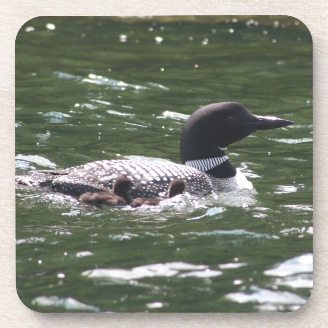 Loon With Babies 2 Coaster (Front)