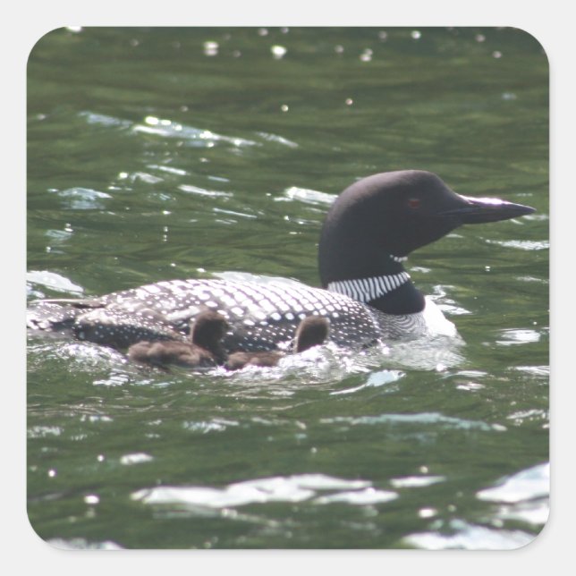 Loon With Babies 2 Square Sticker (Front)