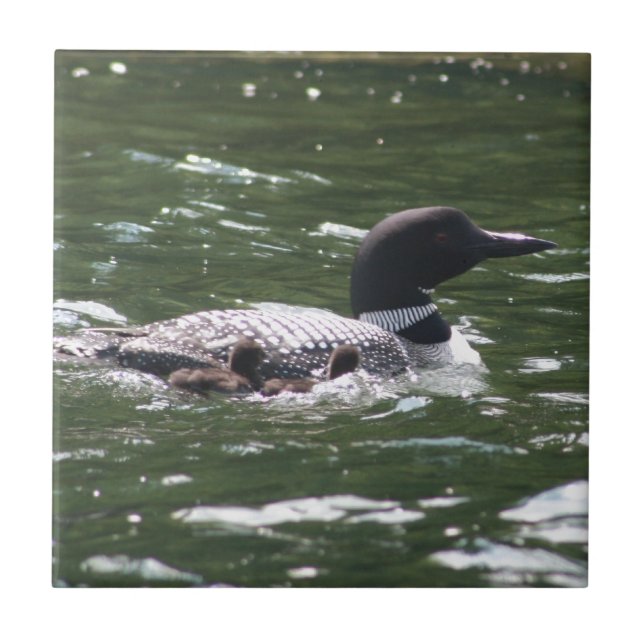 Loon With Babies 2 Tile (Front)