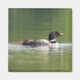 Loon with chick Magnet