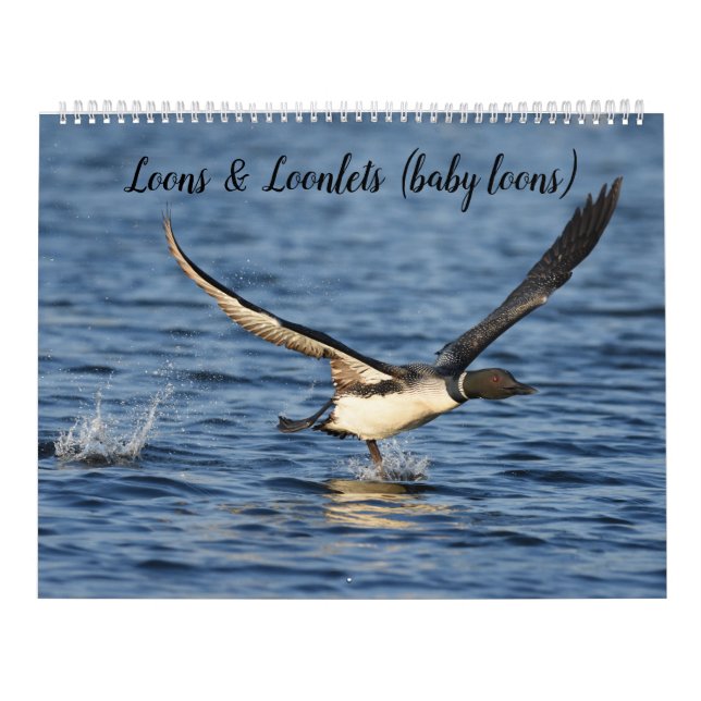 Loons & Loonlets (baby loons) Calendar (Cover)
