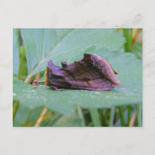 Looper Moth ~ postcard
