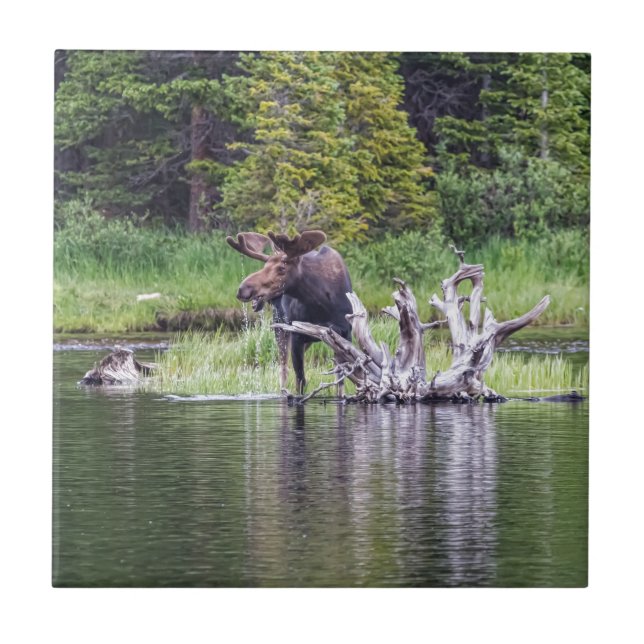 Loose Moose Tile (Front)