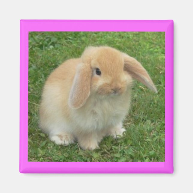 Lop Bunny Magnet (Front)