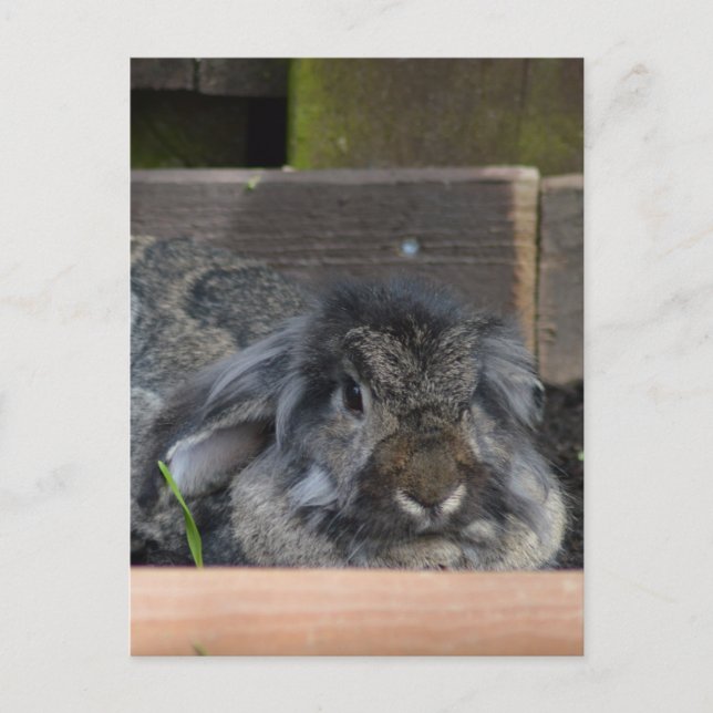 Lop eared rabbit postcard (Front)