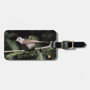 Lophophanes cristatus luggage tag