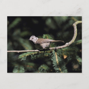 Lophophanes cristatus postcard