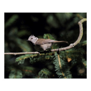 Lophophanes cristatus poster