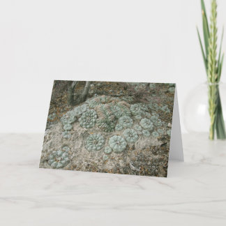 Lophophora williamsii - Peyote Card
