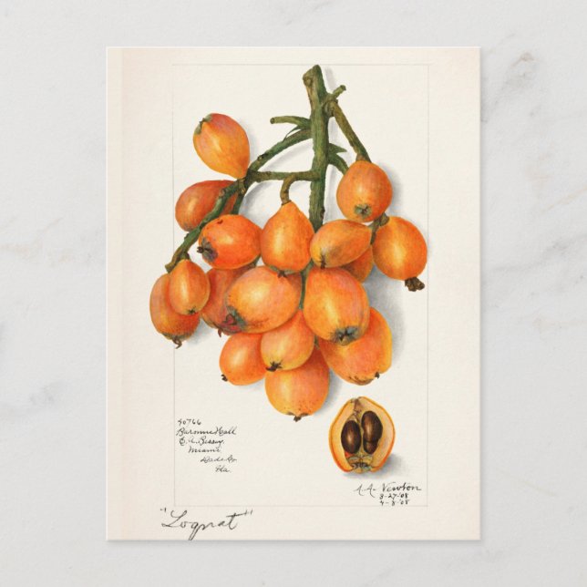 Loquats (Eriobotrya Japon Fruit Painting Postcard (Front)