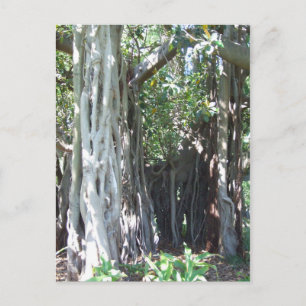 Lord Howe Island Fig Postcard