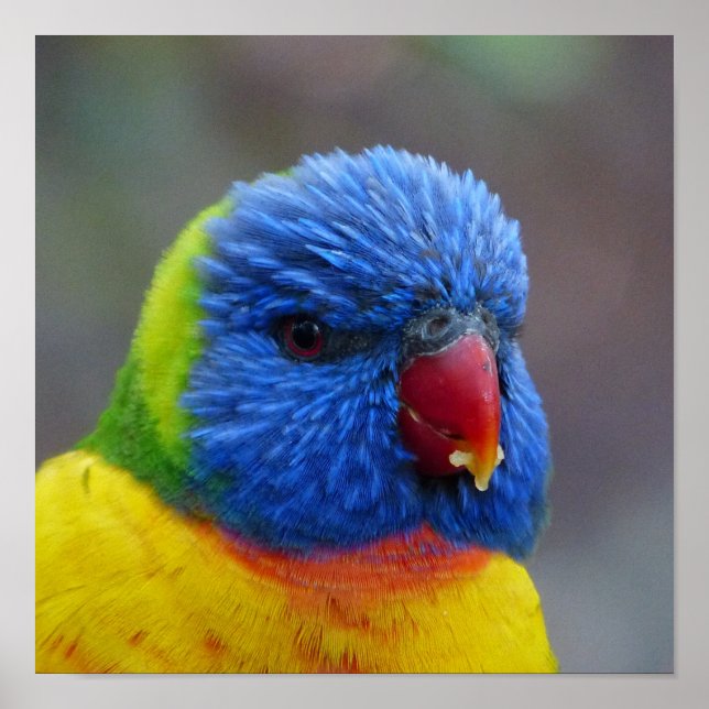 Lori_2015_0203 Poster (Front)