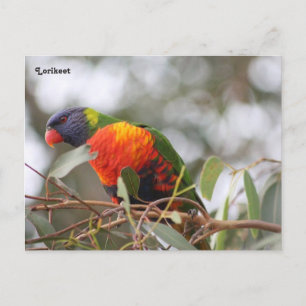 Lorikeet bird postcard