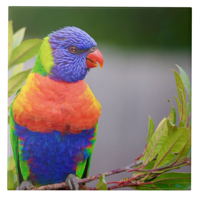 Lorikeet Bird  Tile (Front)