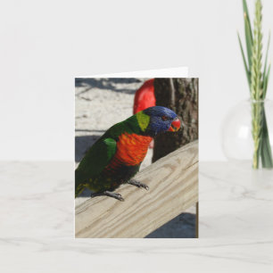 Lorikeet Note Card