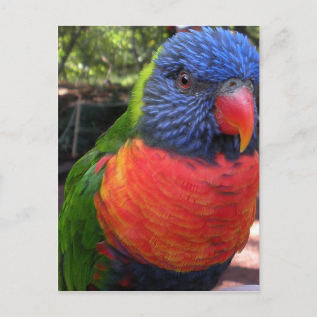 Lorikeet Postcard (Front)