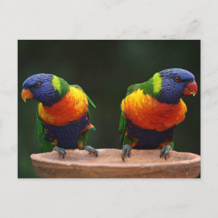 Lorikeet Postcard