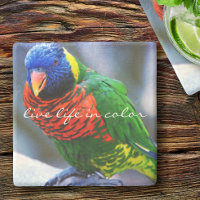 Lorikeet Red Blue Green Bird Live Life in Colour