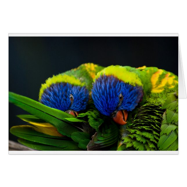 Lorikeets (Front Horizontal)