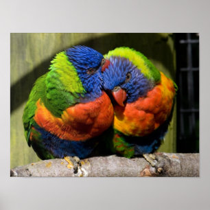 Lorikeets Poster