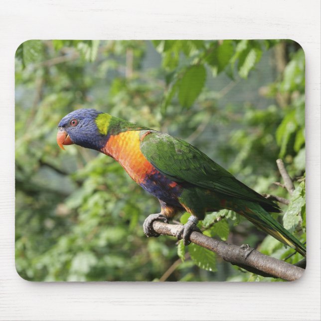 lorini, parrot, lorikeet mouse pad (Front)