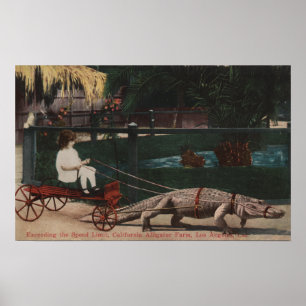 Los Angeles, CAAlligator FarmPulling Girl Poster