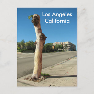 Los Angeles Cool Tree Postcard! Postcard