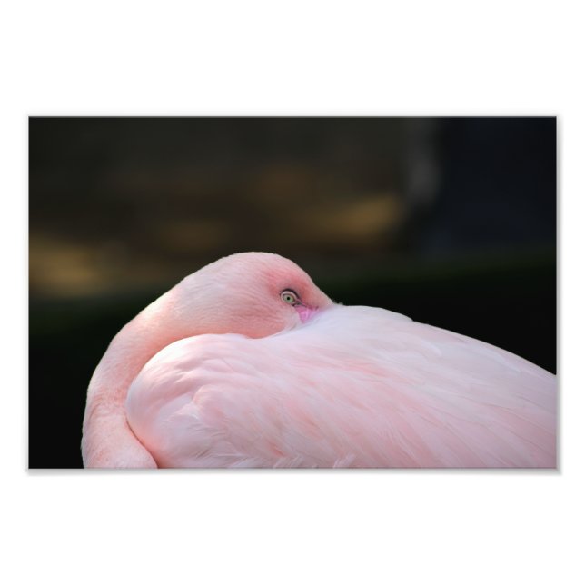 Los Angeles Zoo Photo Print (Front)