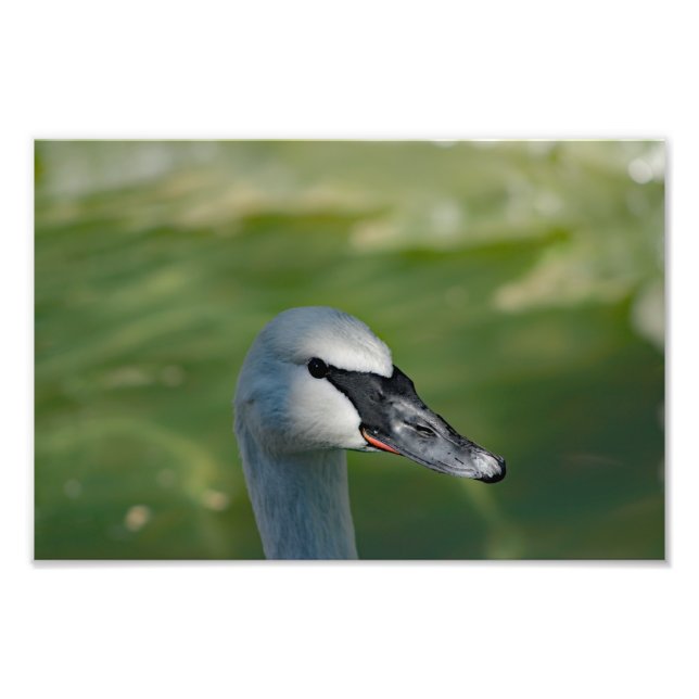 Los Angeles Zoo Photo Print (Front)