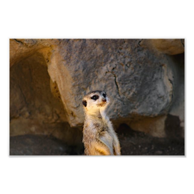 Los Angeles Zoo Photo Print (Front)