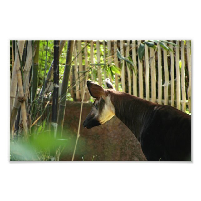 Los Angeles Zoo Photo Print (Front)