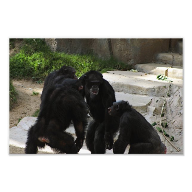 Los Angeles Zoo Photo Print (Front)