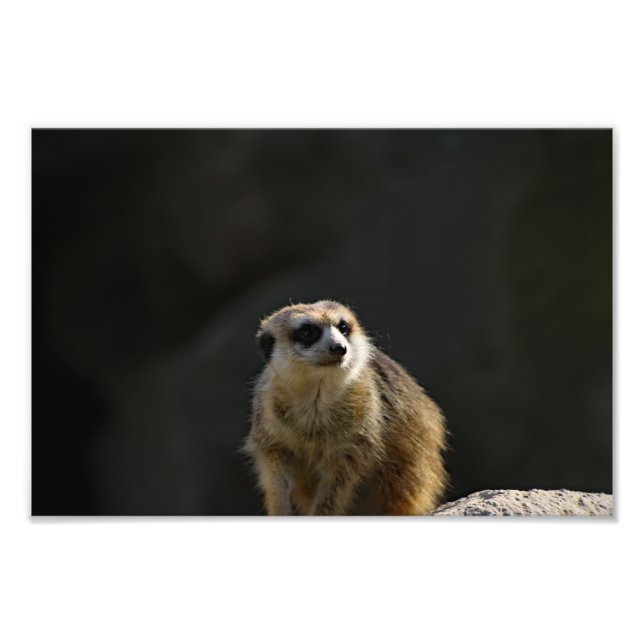 Los Angeles Zoo Photo Print (Front)
